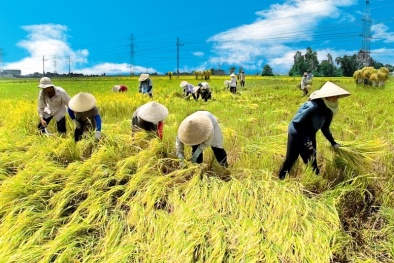 Đưa nông dân xuất ngoại học tập kinh nghiệm